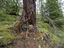 Hexenbaum – Wandern auf der Alm