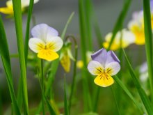 Urlaub im Frühling auf der Alm